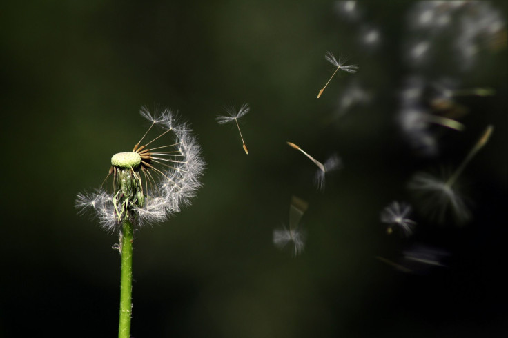 dandelion-1931080_1920