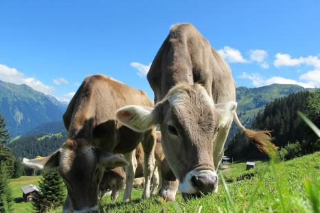 A gene-editing technology has created cows that are resistant to tuberculosis.