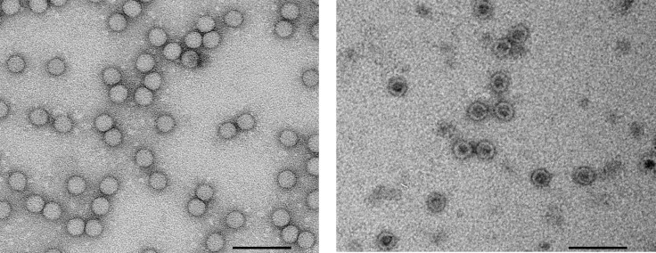 polio and VLP