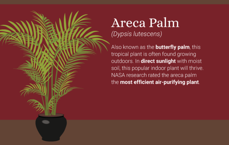 5-best-plants-for-air-quality