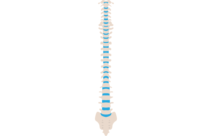 spine-1971478_1280