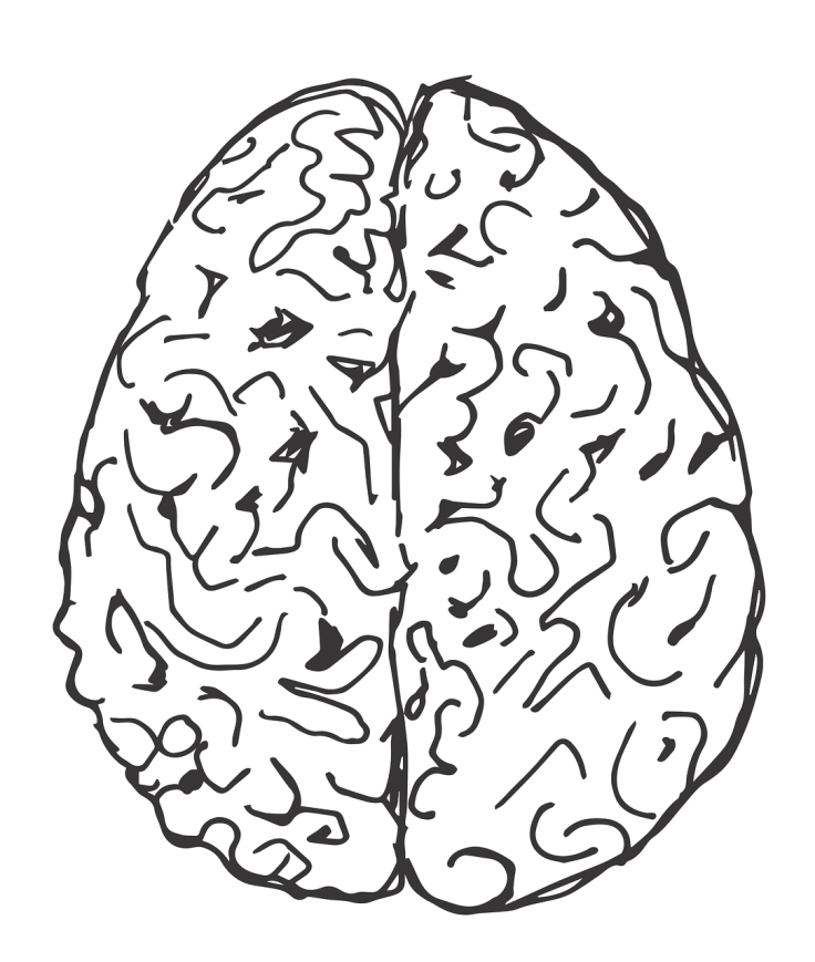 brain