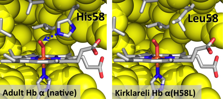 0220_HEMOGLOBIN-1-WEB-15v084e