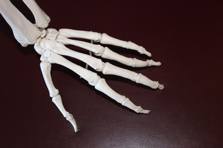 hand skeleton