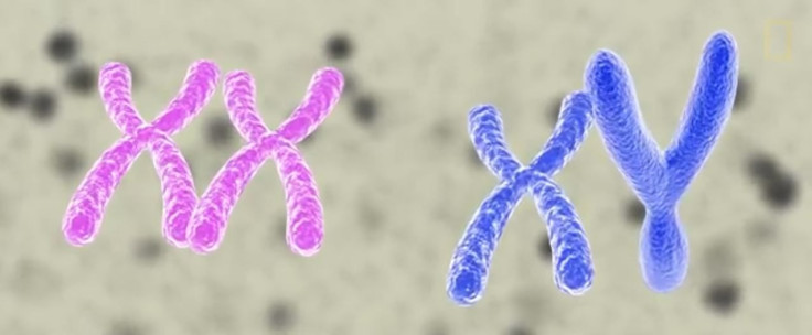 chromosomes