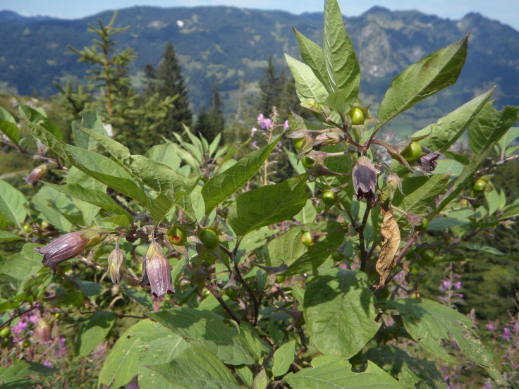 belladonna