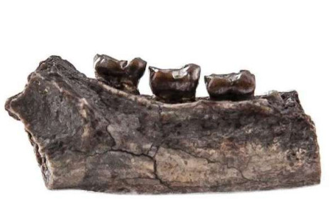 Researchers found part of an ancient primate jawbone from a newly-discovered species related to humans.