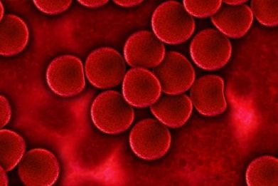In individuals with Sickle Cell disease, the normally round blood cells are half-moon shaped.