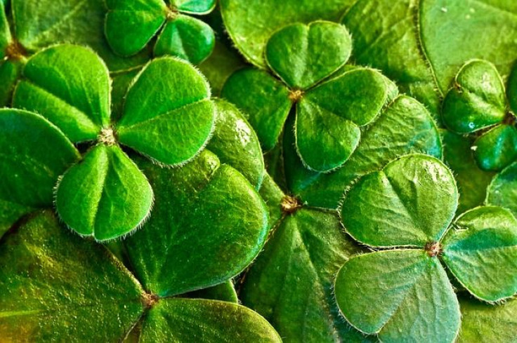 shamrocks