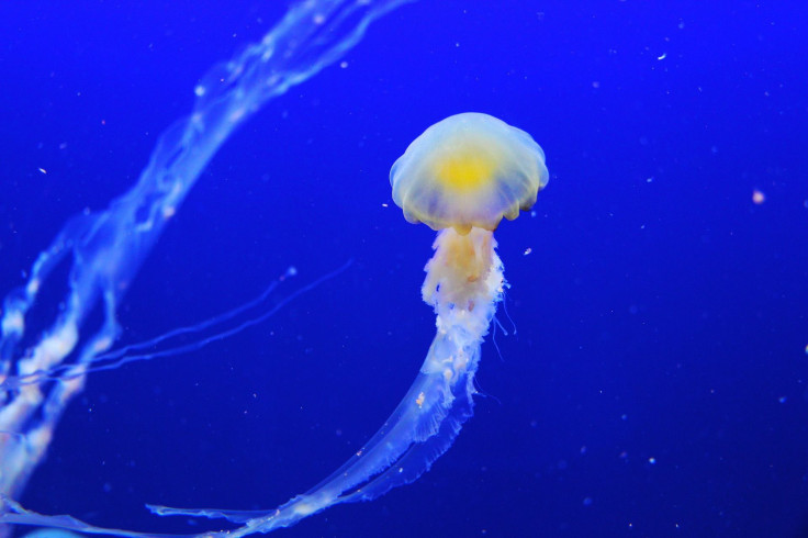 jellyfish-257860_1920