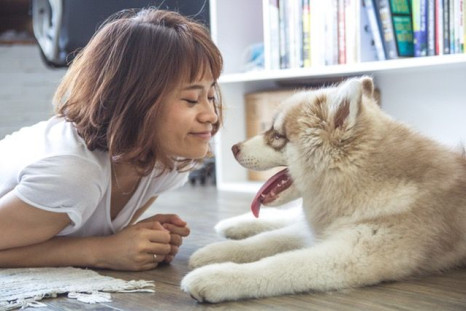 Dogs can accurately detect these four medical conditions in humans, from breast cancer to UTIs.
