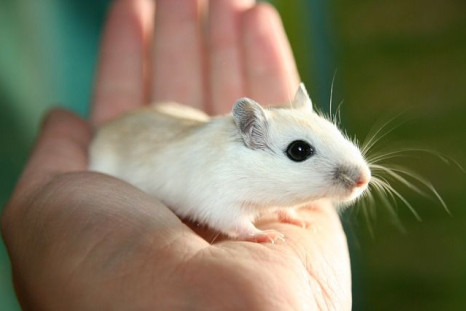 Mice given this treatment showed near full-recovery from Parkinson's disease symptoms within a few weeks.
