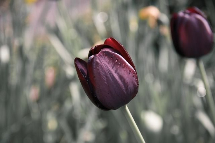 tulip