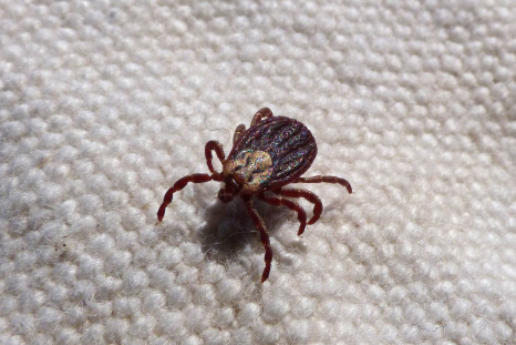 Lyme disease outbreak could begin as early as this year.