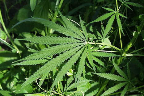 Marijuana causes psychotic symptoms less than previously thought, says new study.