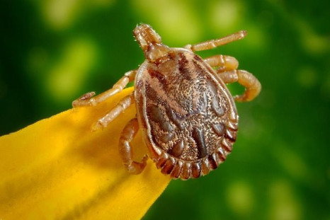 Lyme disease is spread to humans through a bite from an infected tick.