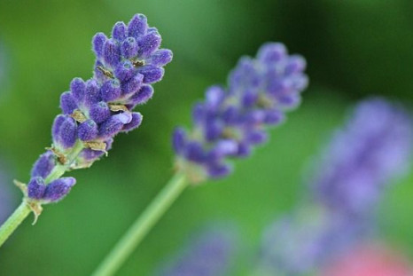 Lavender scent is known for inducing relaxation and helping with sleep troubles.