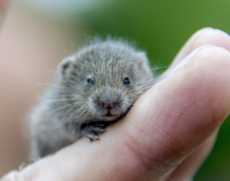 vole-426793_1920