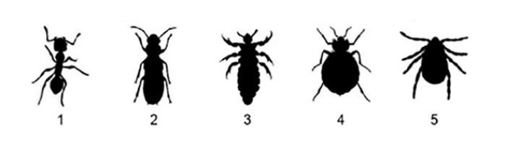 Common Insect Lineup