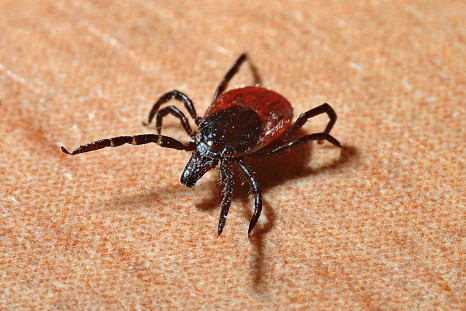 A bite from a certain type of tick can give you a strange allergy to meat.