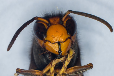 A photo shows the head of a Asian Hornet.