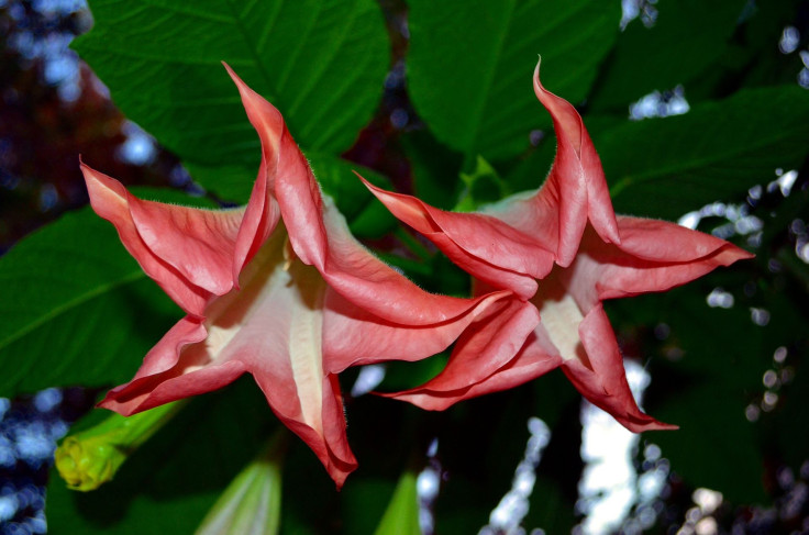 jimsonweed