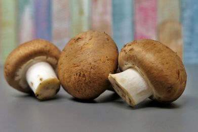 While mushrooms are available in several varieties, they can all be beneficial one way or another as long as they are edible.