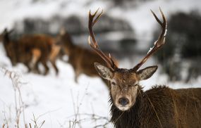 A red deer grazes in the snow on January 30, in Glen Etive, Scotland. Just recently, sixty cases of chronic wasting disease in Michigan have been confirmed and experts are worried that it could spread to the human population.