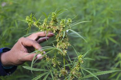 A man checks a marijuana plants during a police raid on 3 hectares of marijuana plantation in Montasik, Aceh province on March 6, 2019. Here are five natural tricks to flush weed out of your system.