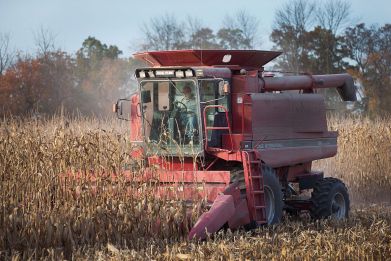 An Iowa farmer harvests corn on the family farm. Corn production has been linked to air pollutrion and 4,300 premature deaths in the U.S.