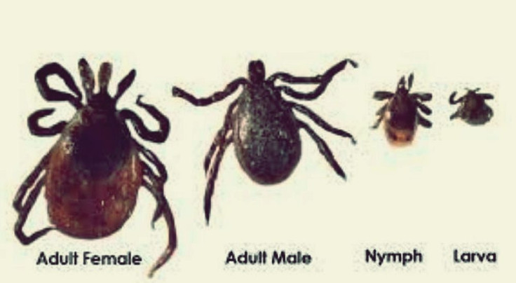 Black-legged tick