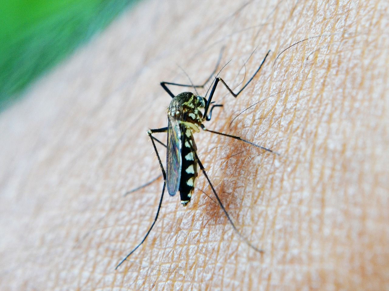 Maryland Reports First Case Of Locally Acquired Malaria After 40 Years; Know All About The Disease