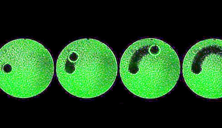 With a precise, controlled movement, microrobots cleared a glass plate of a biofilm