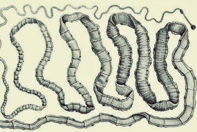 The tapeworm, Taenia solium, that sometimes makes its home in the human brain.