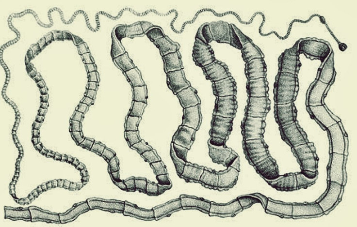 The tapeworm, Taenia solium