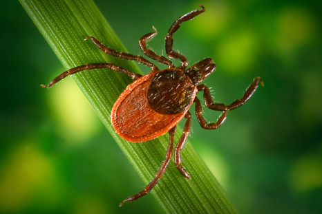 Blacklegged tick (Ixodes pacificus) on a leaf, carrier of the Lyme disease, 2005.