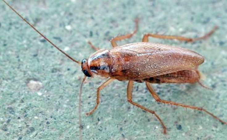 German cockroach