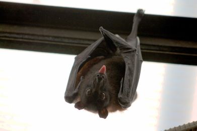 Bats carry a unique protein that helps them avoid cancer and extend their lifespan despite exposure to environmental factors.
