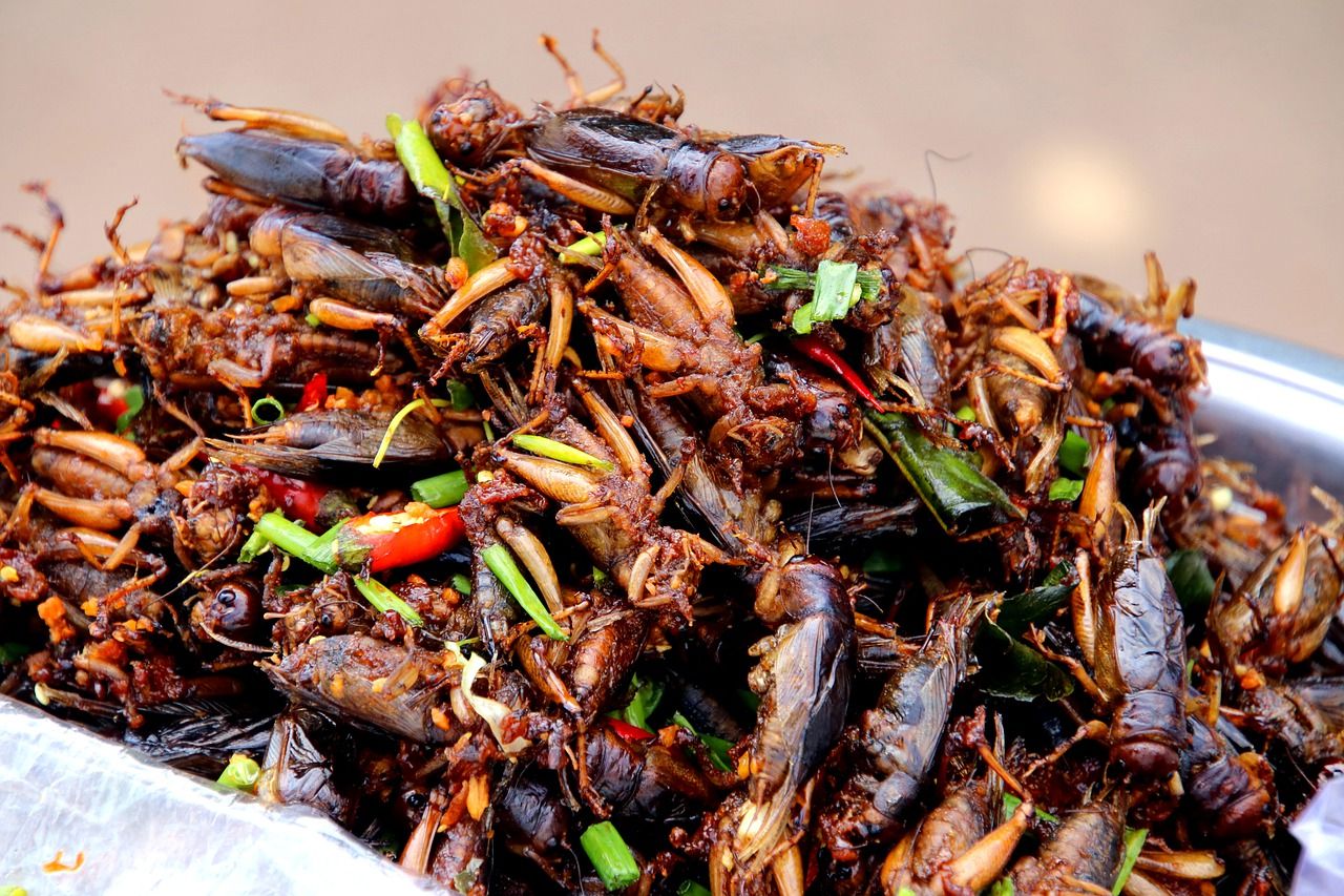 Eating Insects Can Boost Gut Health While Supporting Environment, Research Shows