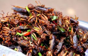 Insect Food