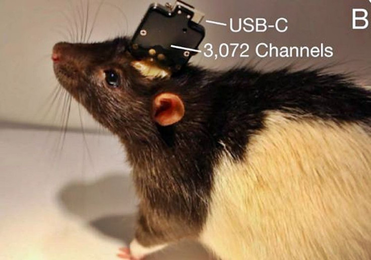 Neuralink test rat