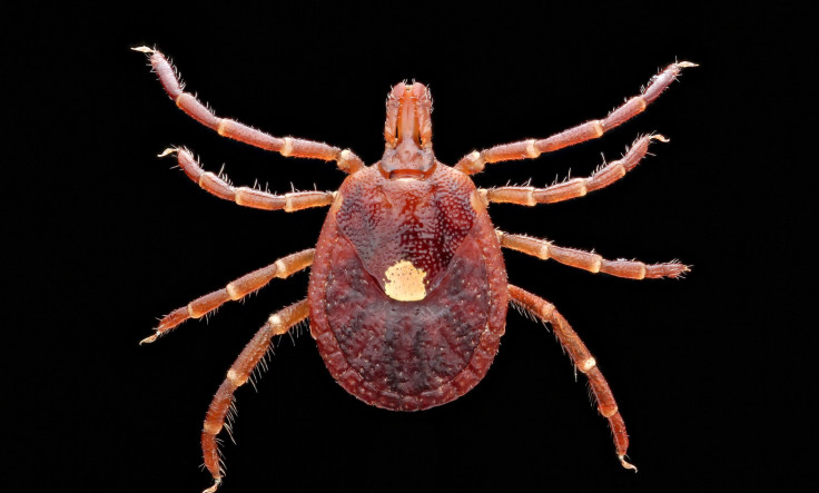 Meat Allergy From Tick Spit Is Getting Common, CDC Warns; Know Symptoms Of  Alpha-Gal Syndrome