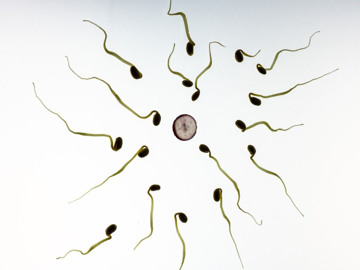 sperm