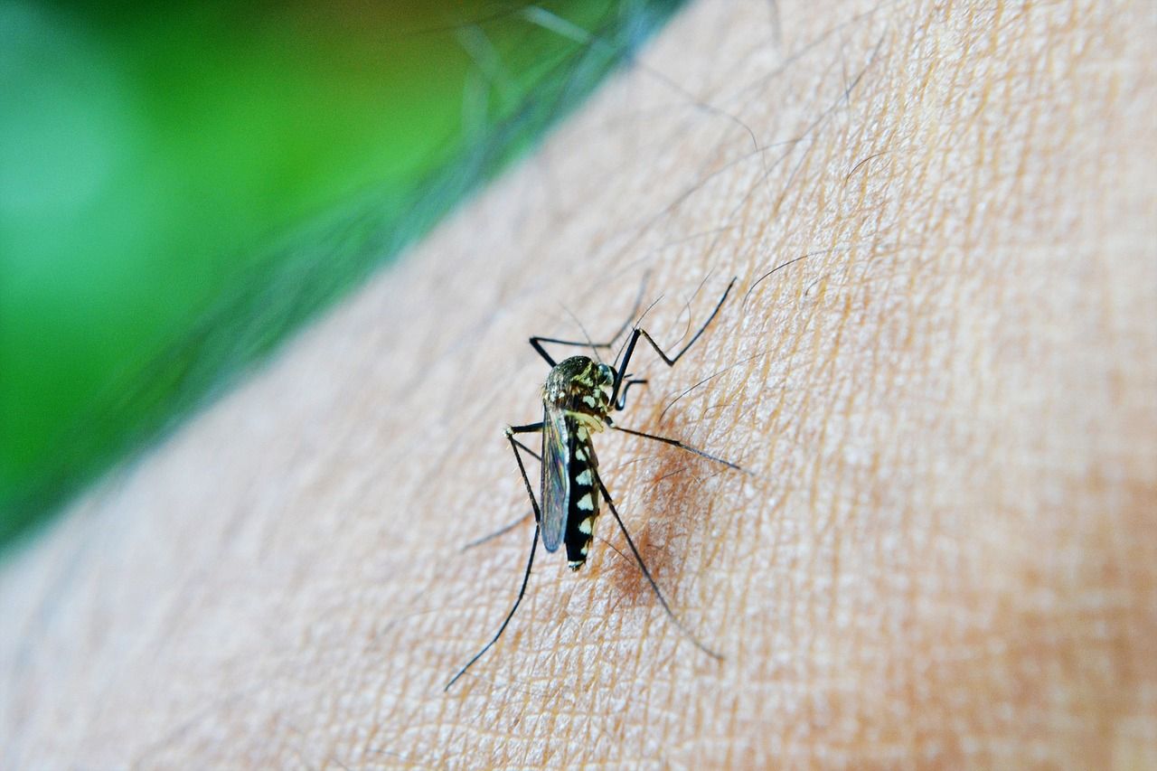 Rare Mosquito-Born Disease Detected In Alabama; Know All About EEE