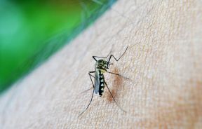 dengue mosquito