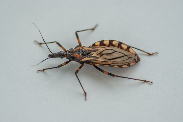 Kissing Bug