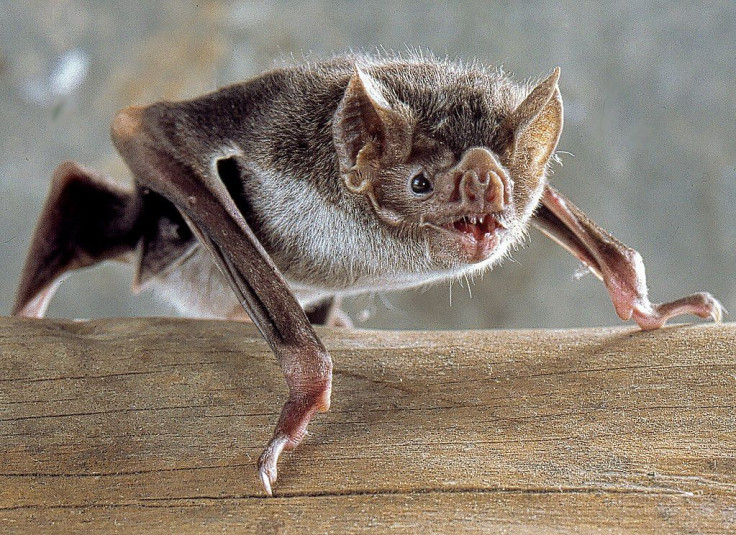 Vampire bat