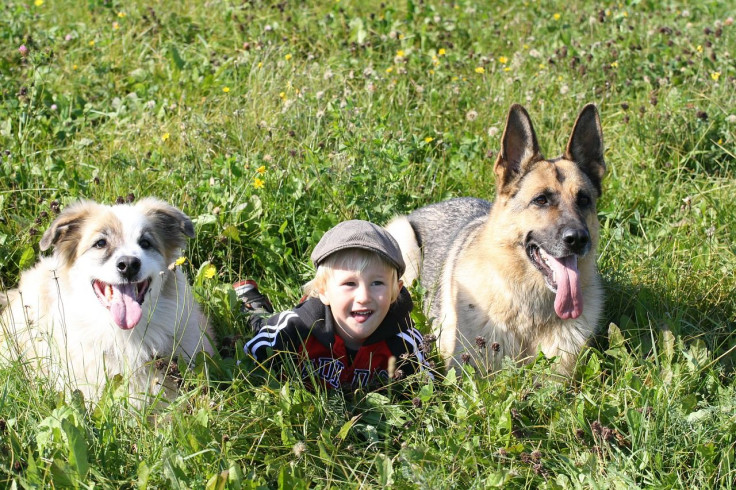 child and dogs