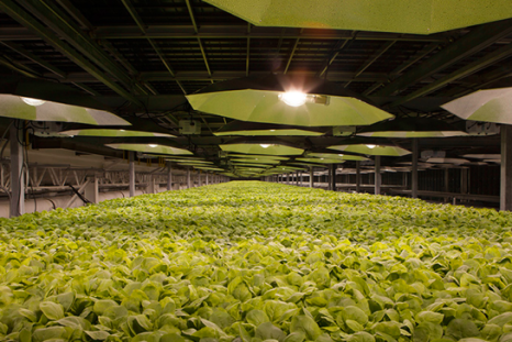 Tobacco plants being cultivated for vaccine development at British American Tobacco's KBP facilities.