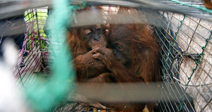 orangutan_infants_in_cage2
